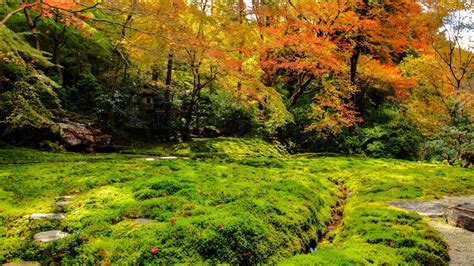 青苔 苔蘚|从青苔看日本文化和环境问题 